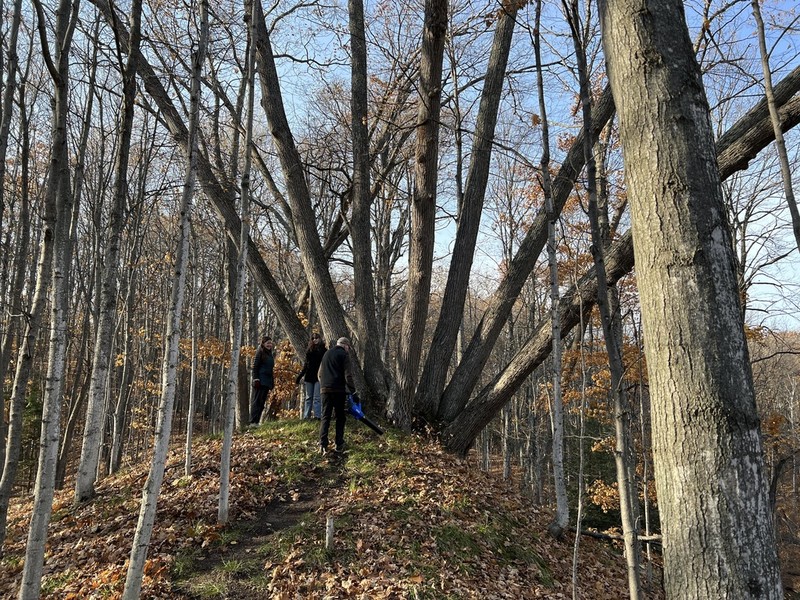 American Basswood photo 4