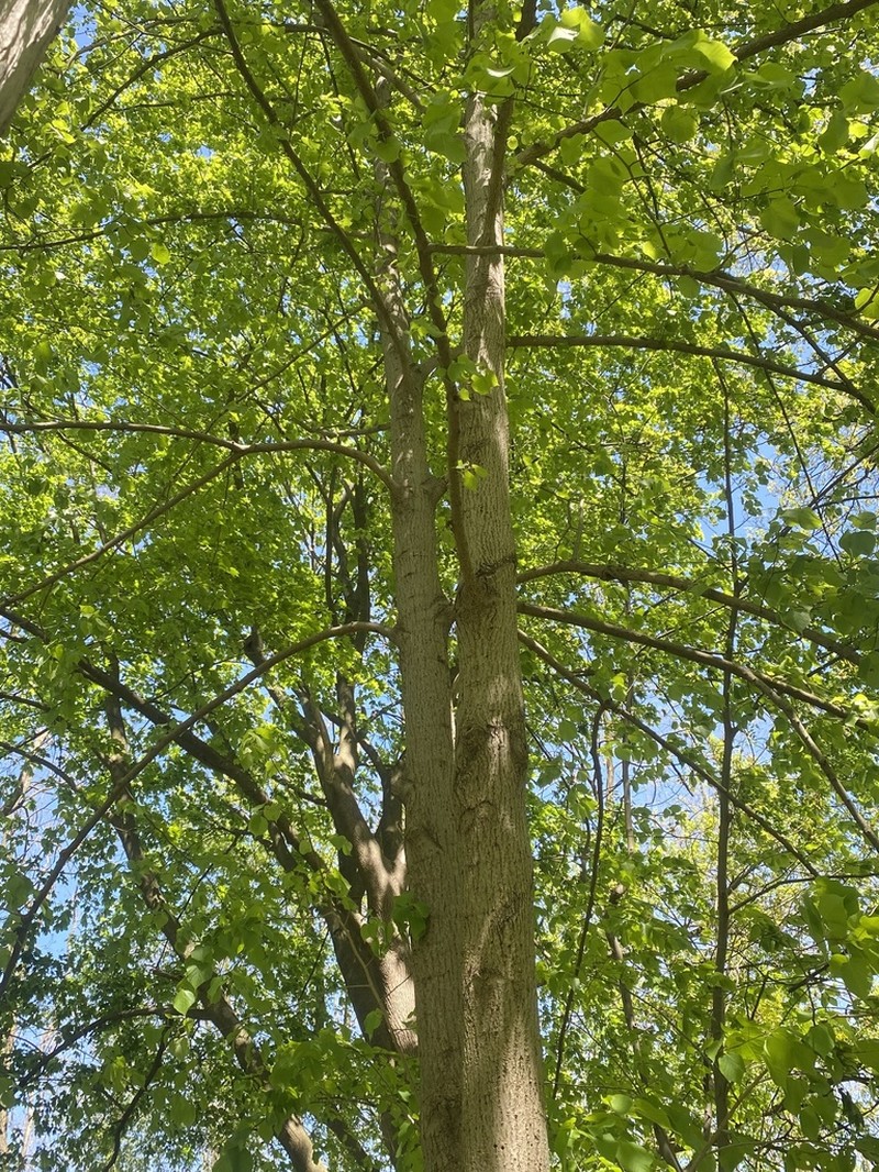 American Basswood photo 5