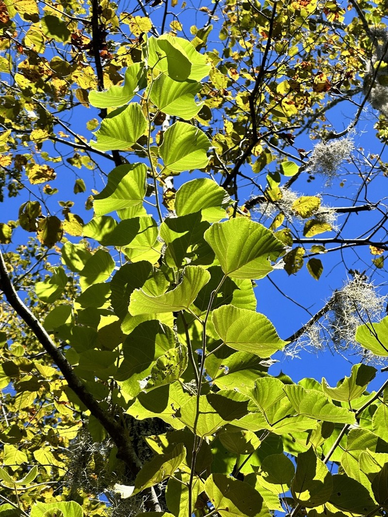 American Basswood photo 6