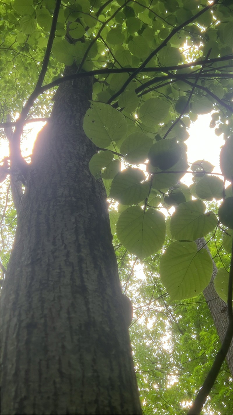American Basswood photo 7