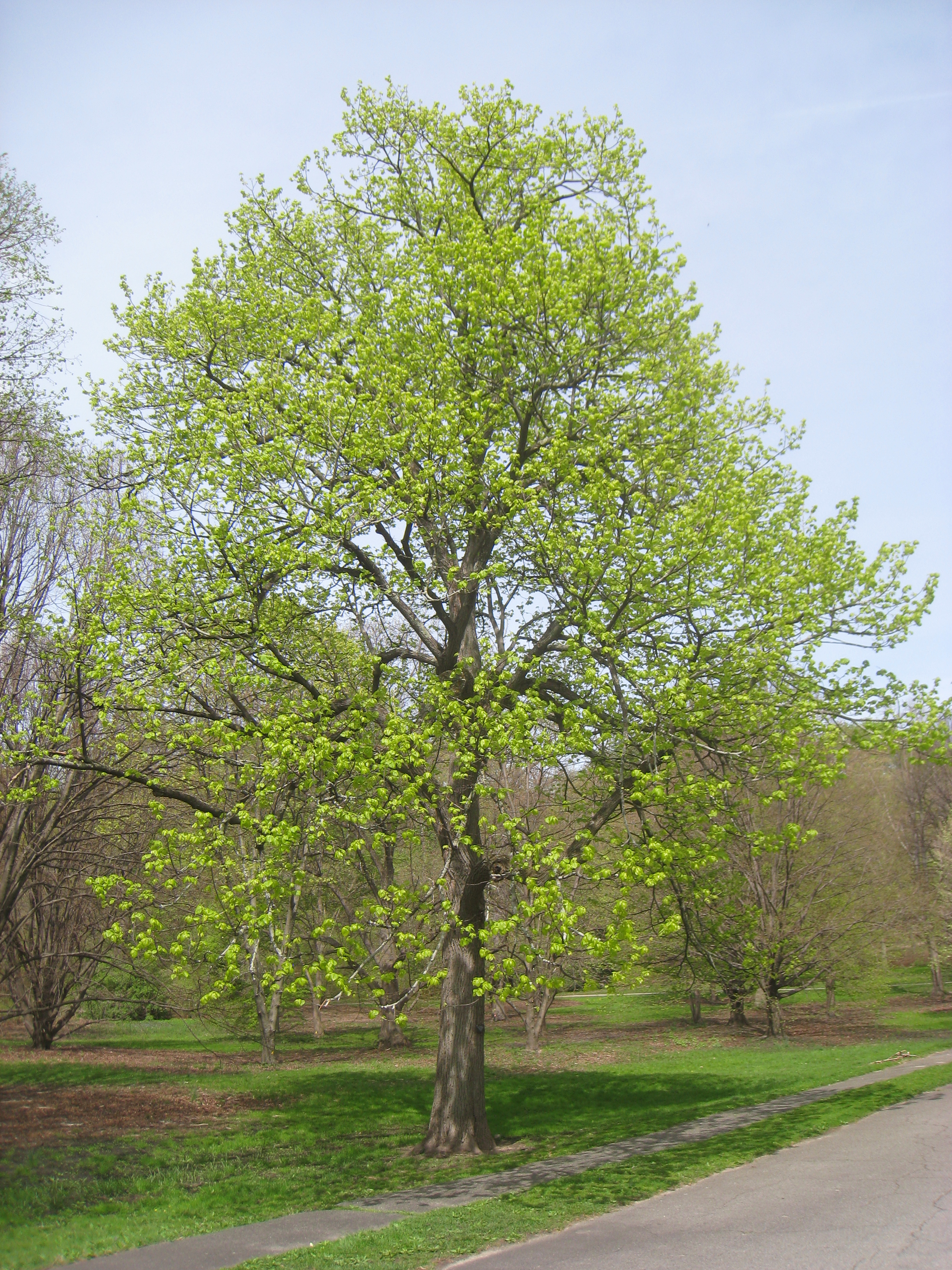 American Basswood photo 5