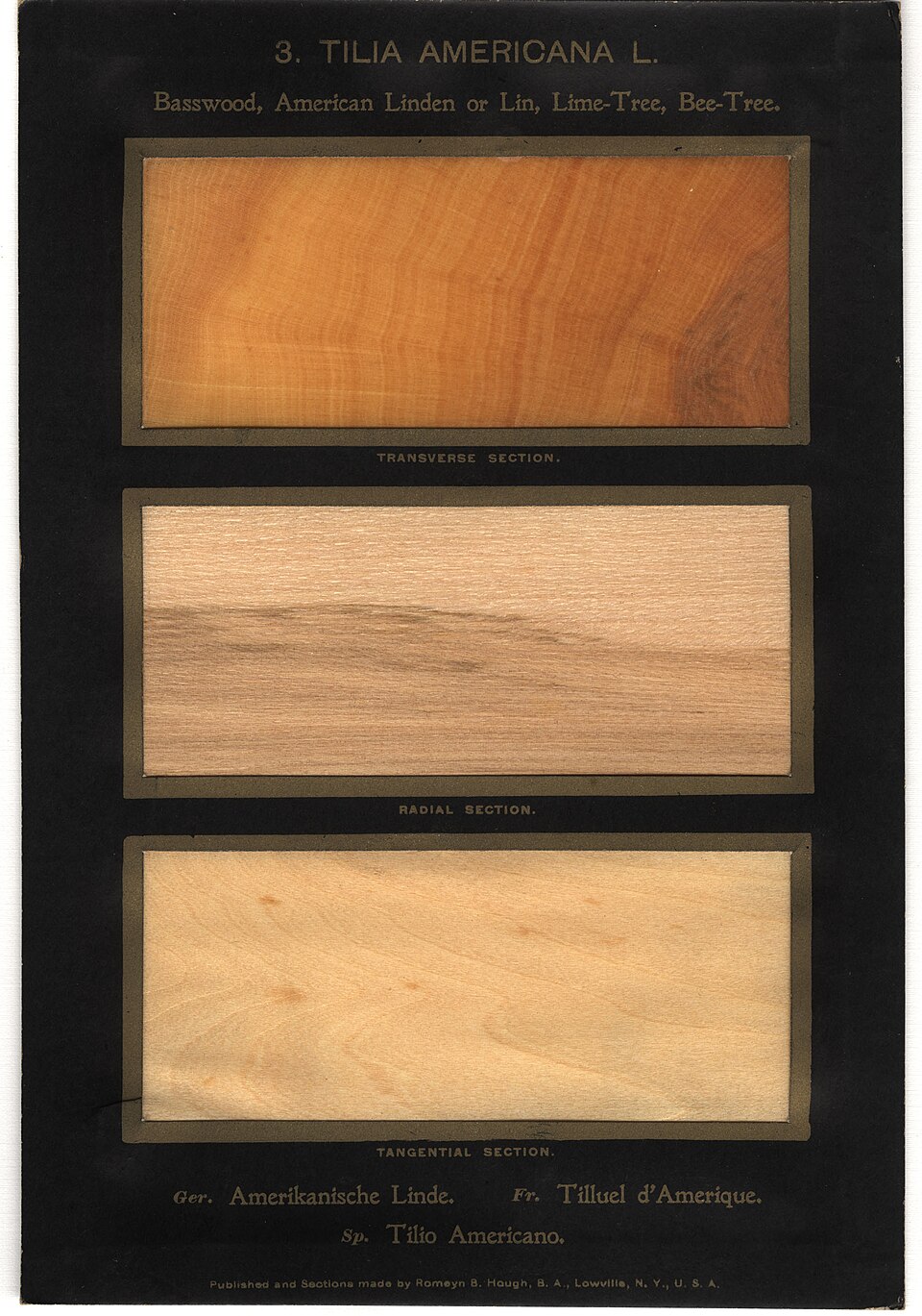 American Basswood photo 6