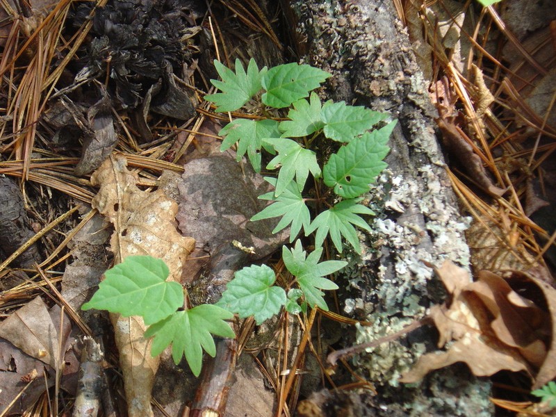 Tilia amurensis photo 2