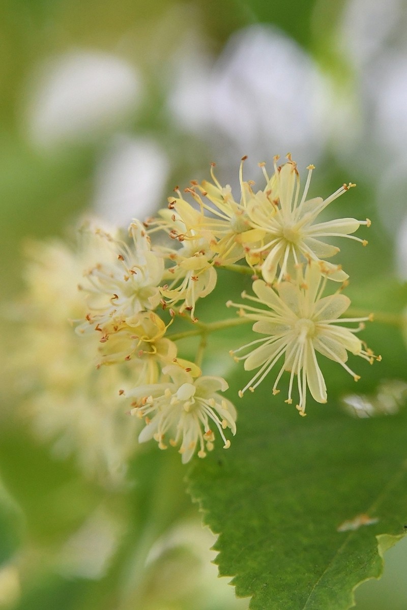 Tilia amurensis photo 3
