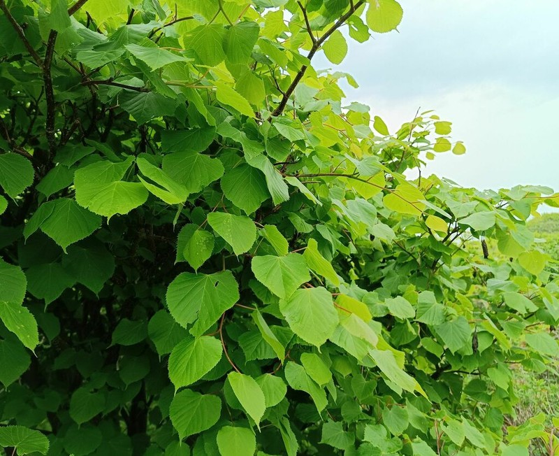 Tilia amurensis photo 4