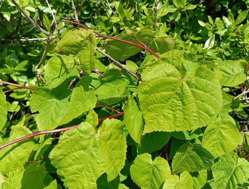 Tilia amurensis photo 5