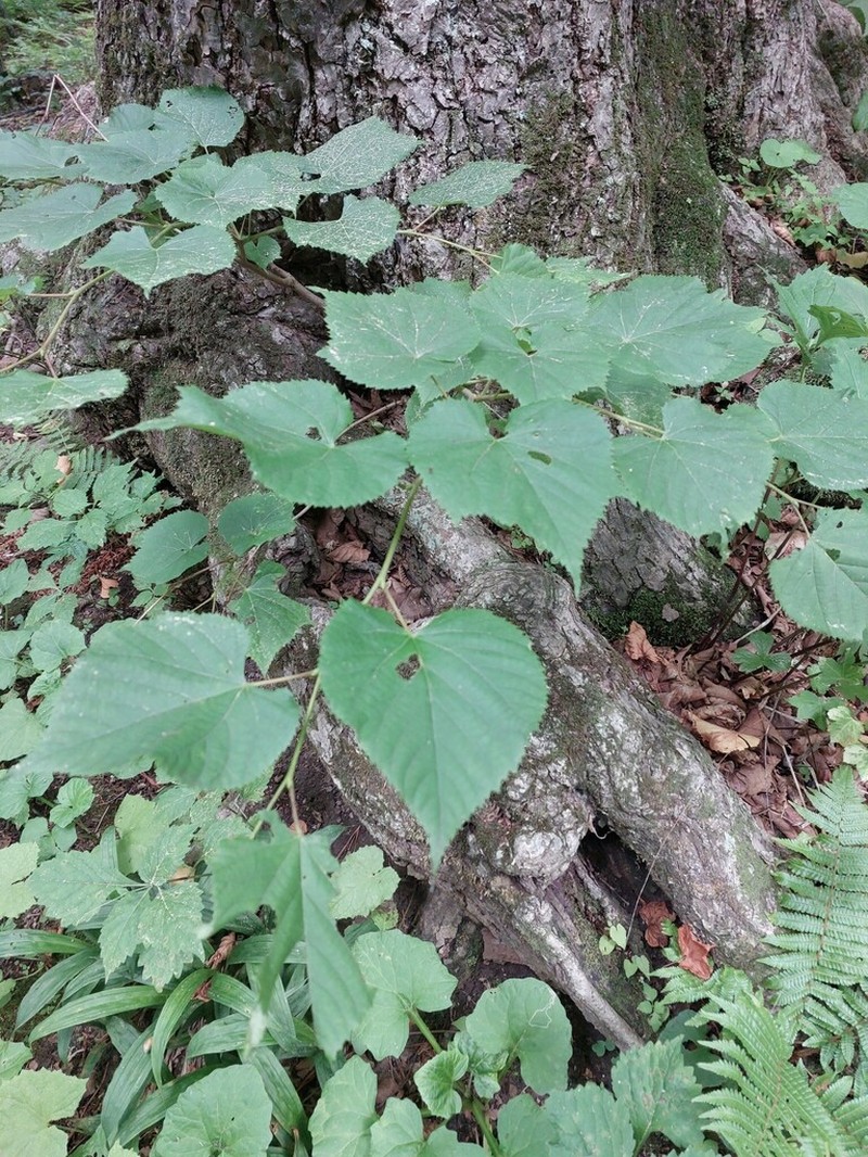 Tilia amurensis photo 6