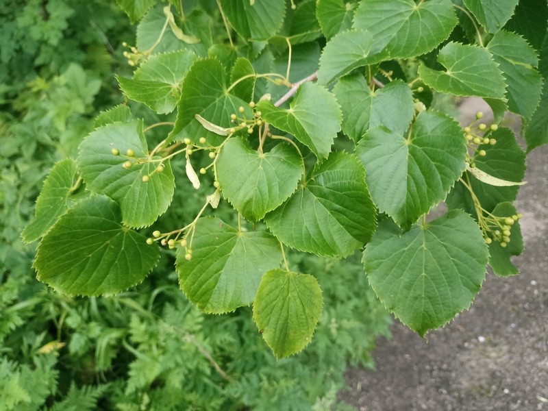Tilia amurensis photo 7