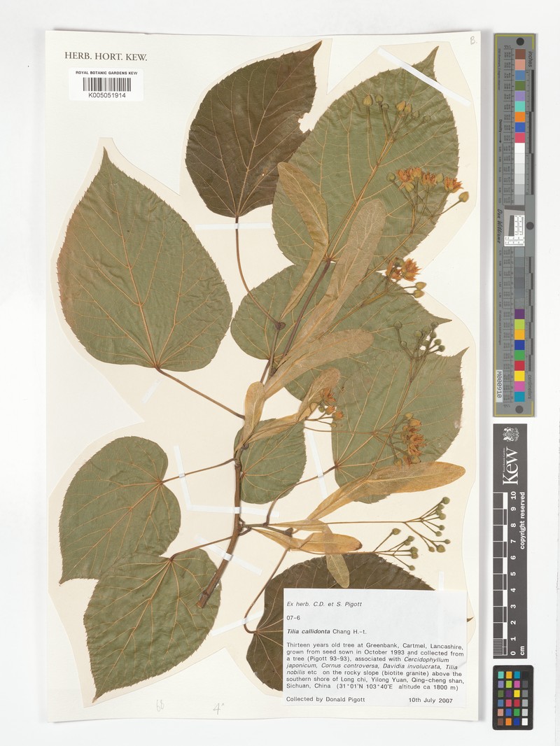 Tilia callidonta