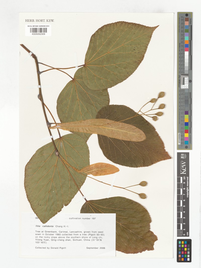 Tilia callidonta photo 2