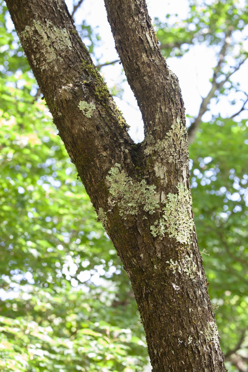 Tilia chinensis