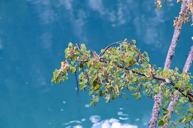 Tilia chinensis photo 2