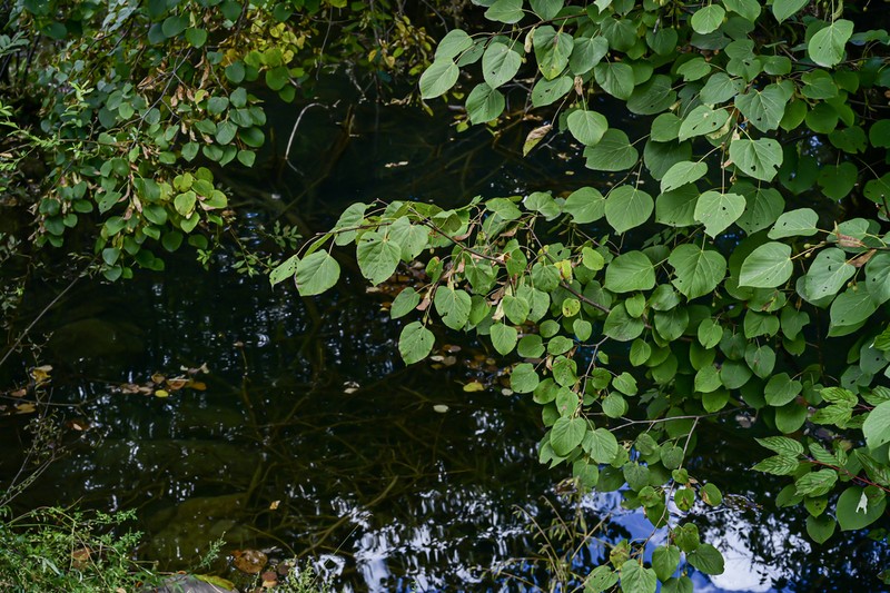 Tilia chinensis photo 3