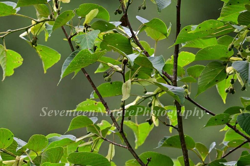 Tilia chinensis photo 4