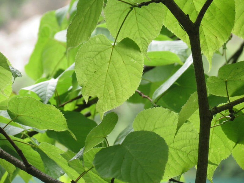 Tilia chinensis photo 5