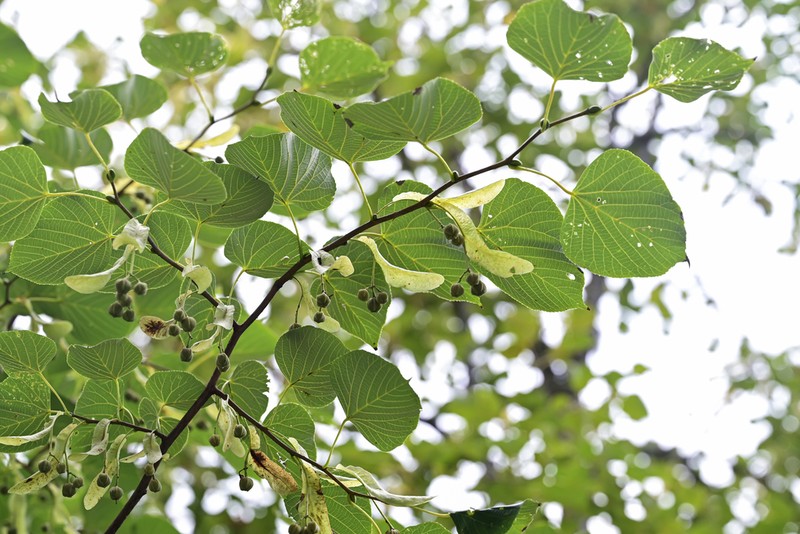 Tilia chinensis photo 6