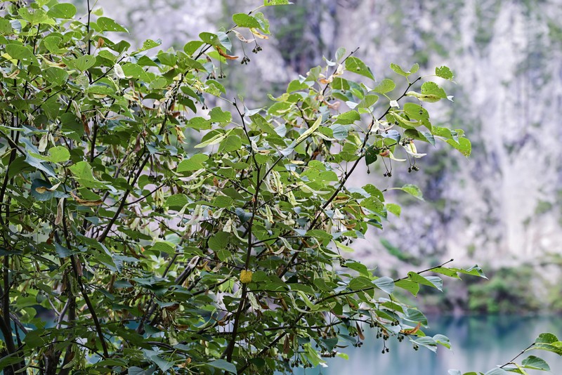Tilia chinensis photo 7