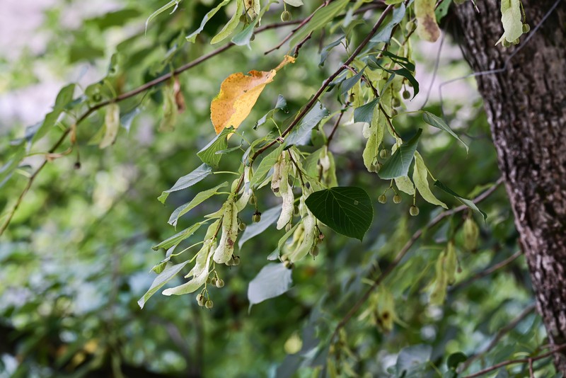 Tilia chinensis photo 8