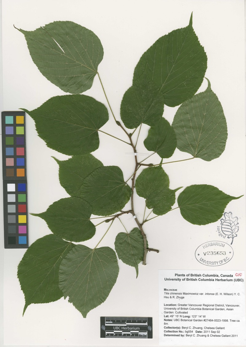 Tilia chinensis var. intonsa