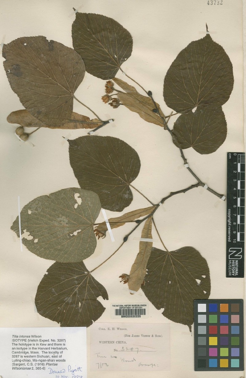 Tilia chinensis var. intonsa photo 2