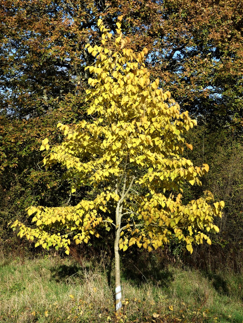 Tilia chingiana