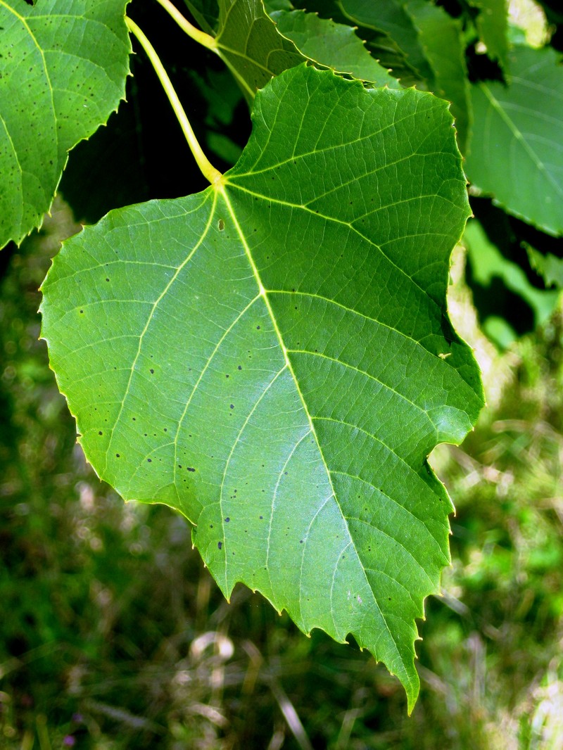Tilia chingiana photo 2