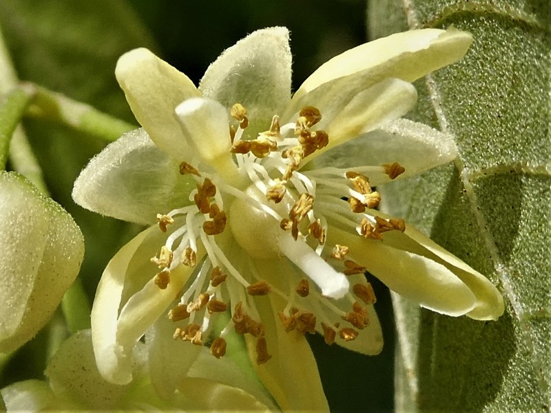 Tilia chingiana photo 3