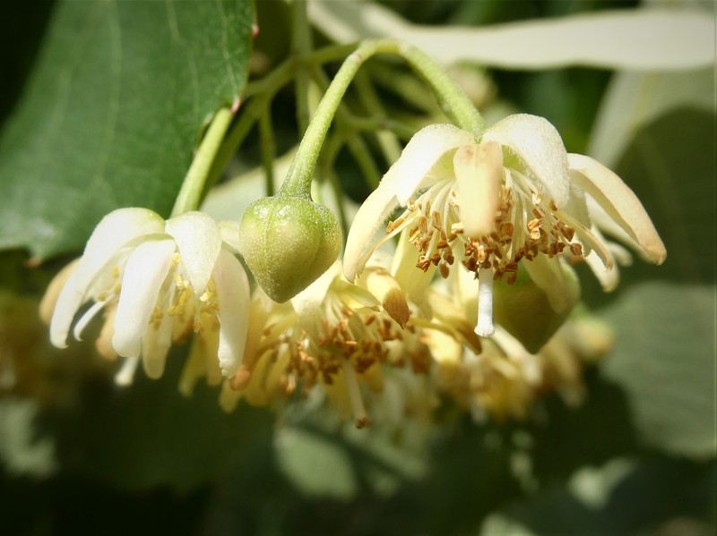 Tilia chingiana photo 4