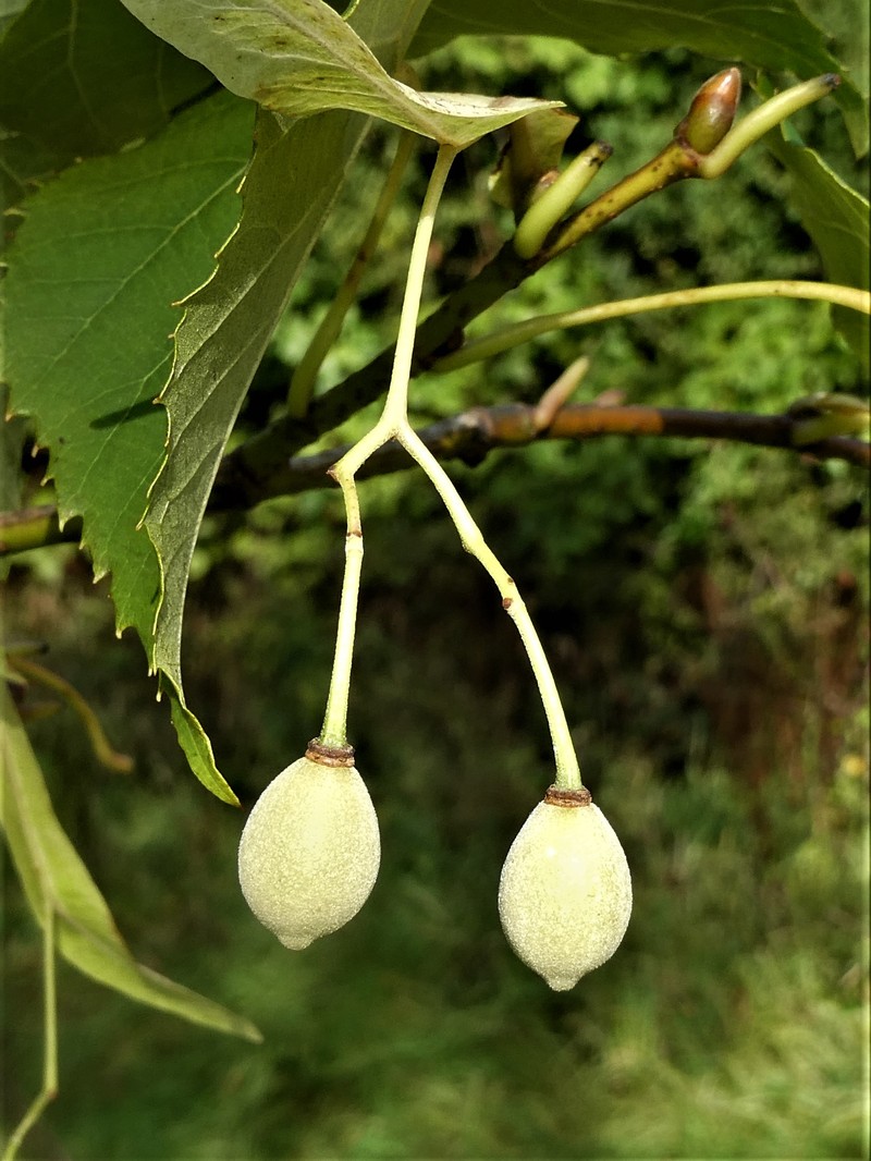 Tilia chingiana photo 5
