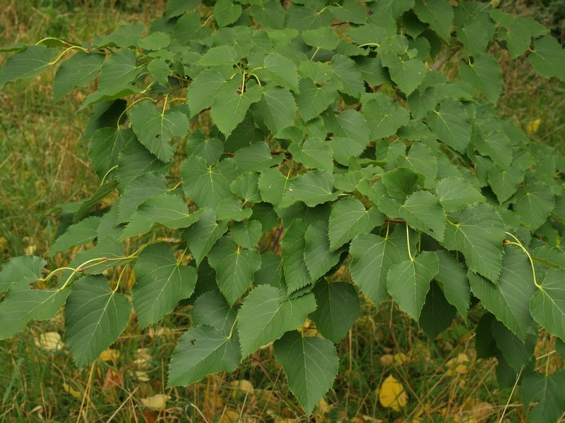 Tilia chingiana photo 6