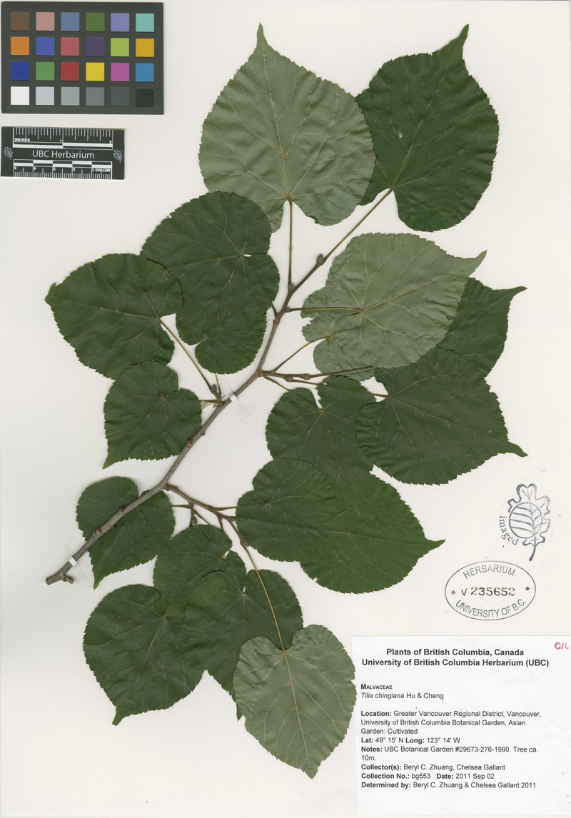 Tilia chingiana photo 7
