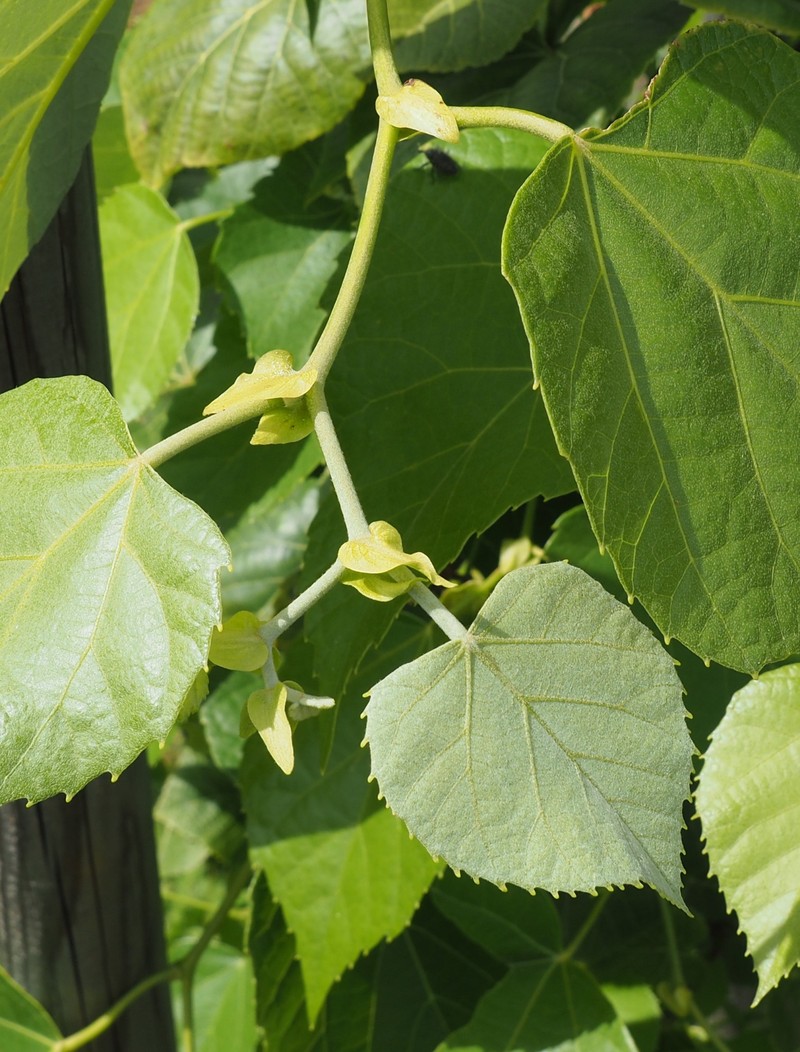 Tilia concinna