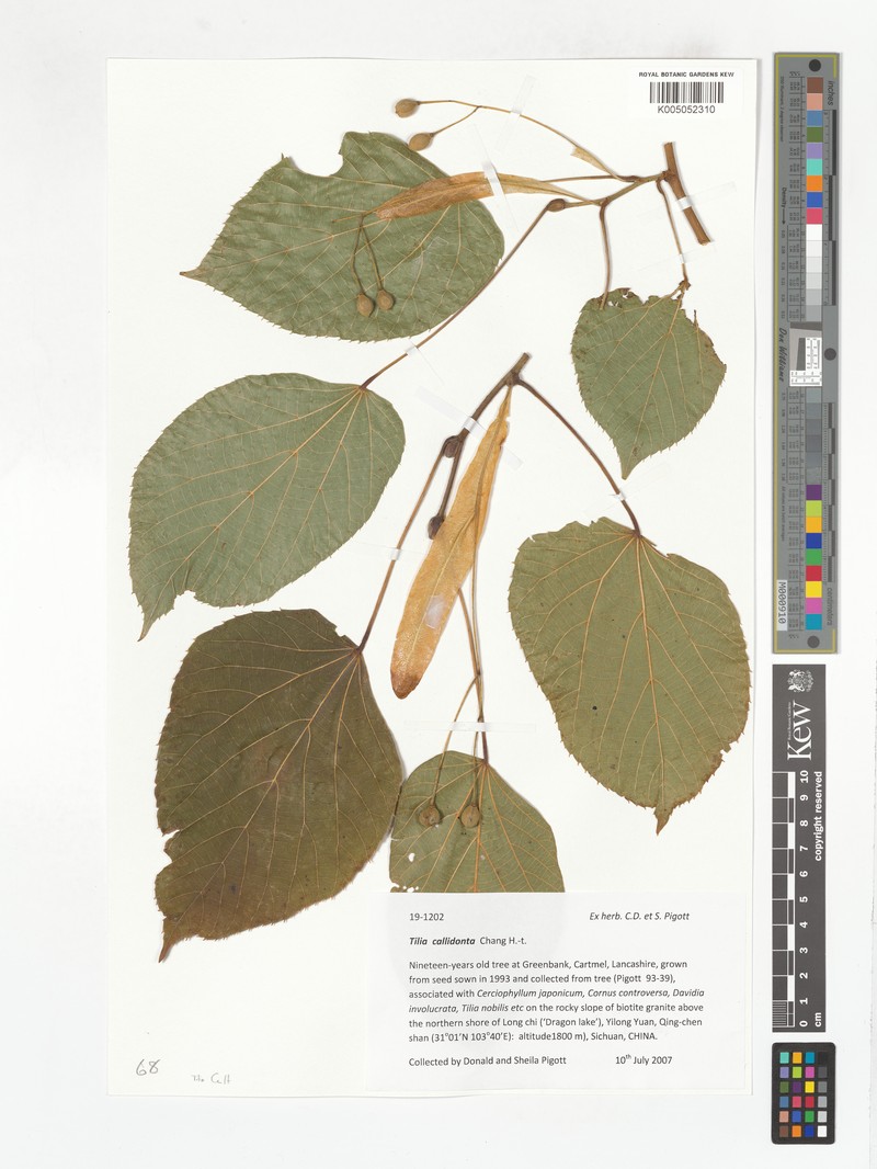 Tilia concinna photo 2