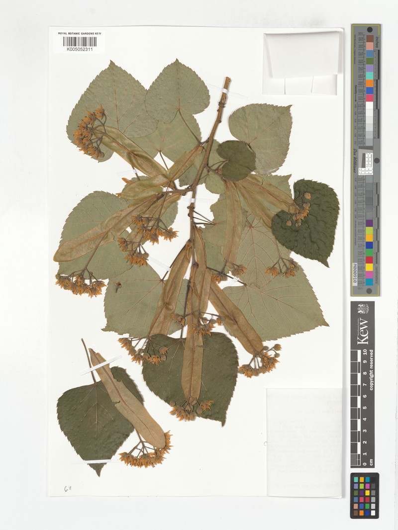 Tilia concinna photo 3