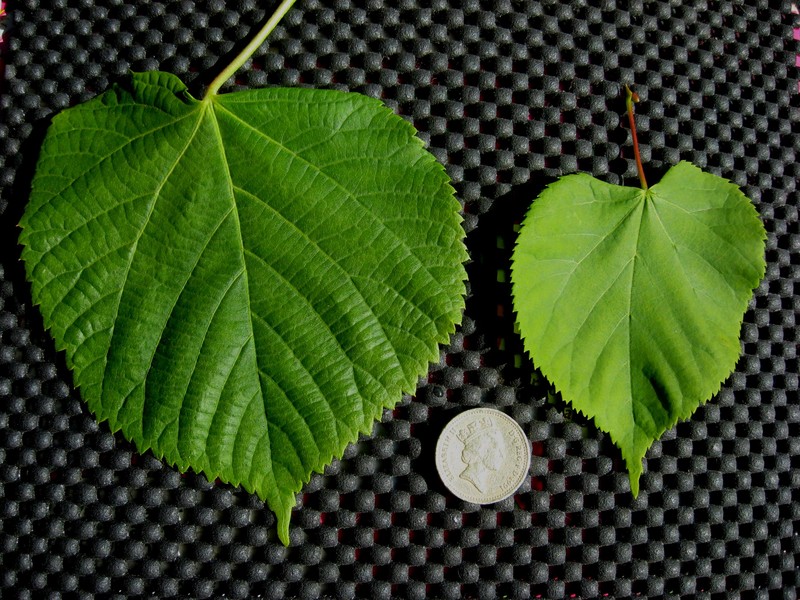 Littleleaf Linden photo 6