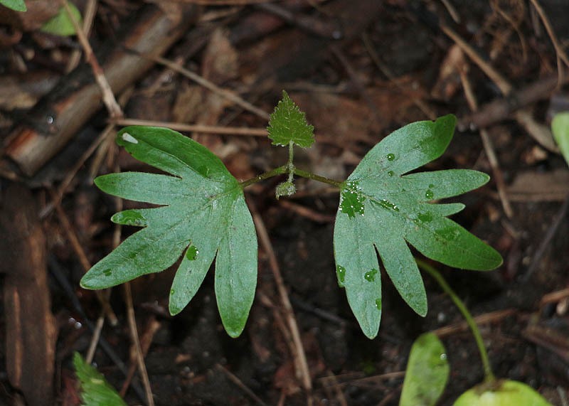 Littleleaf Linden photo 7