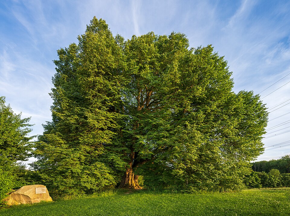 Littleleaf Linden photo 3
