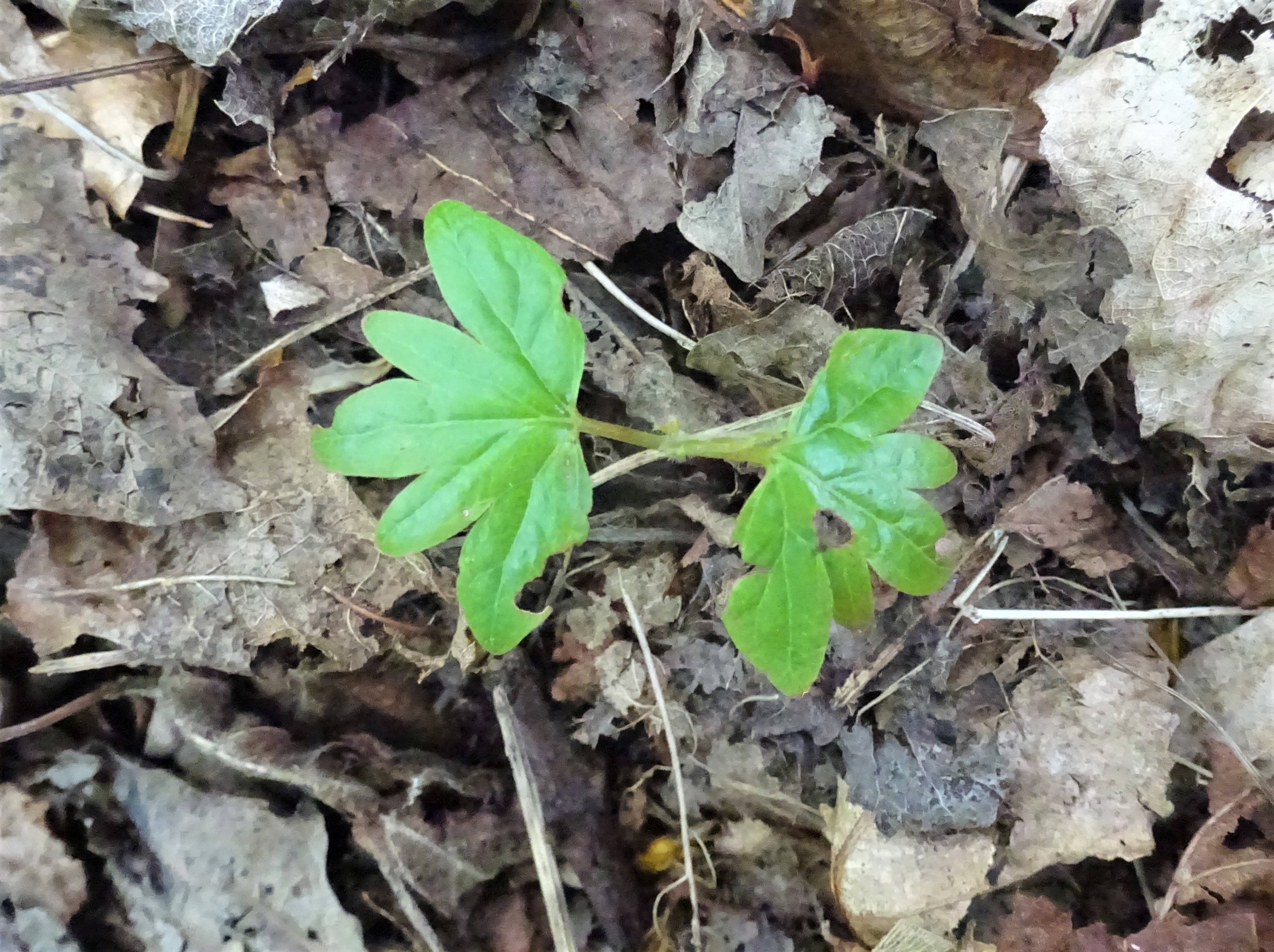 Littleleaf Linden photo 4