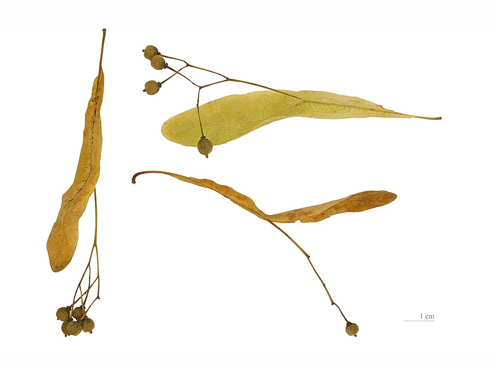 Littleleaf Linden photo 5