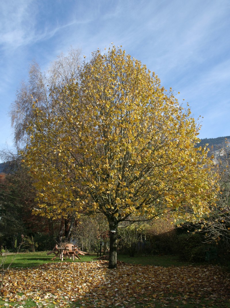 Littleleaf Linden photo 7
