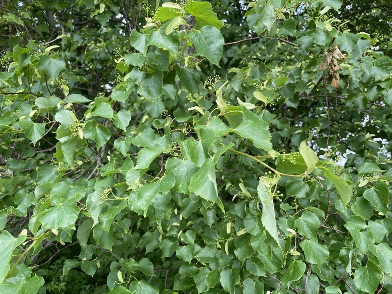 Tilia cordata subsp. cordata