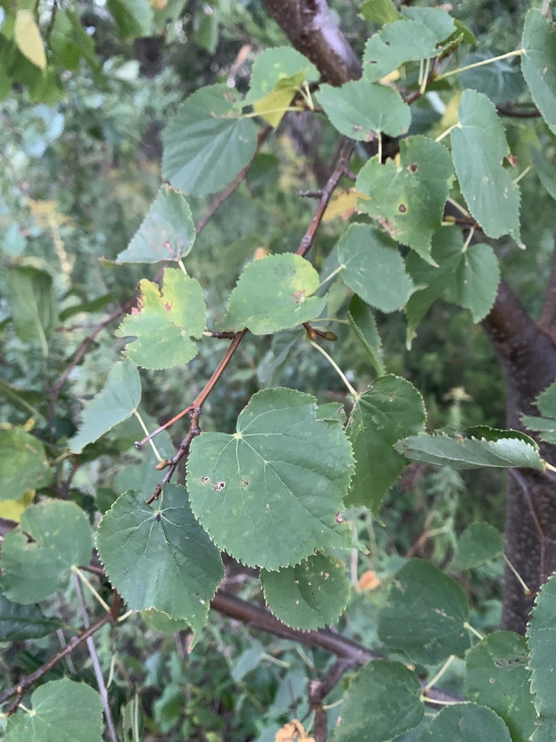 Tilia cordata subsp. cordata photo 2
