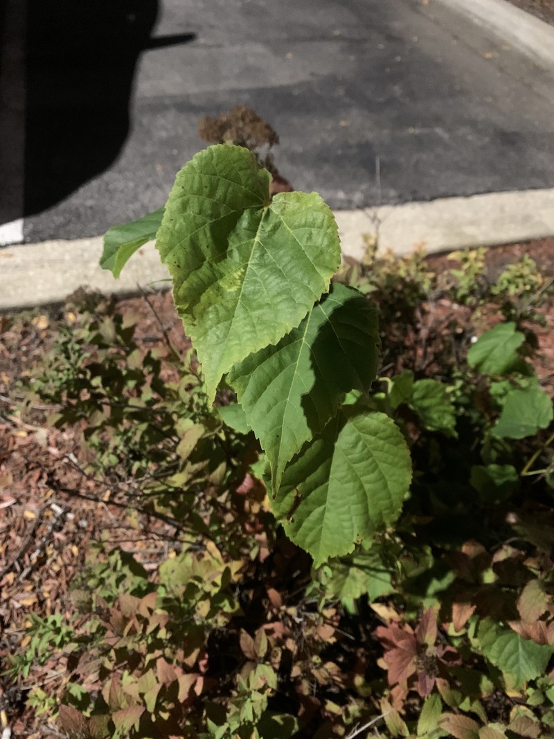 Tilia cordata subsp. cordata photo 3
