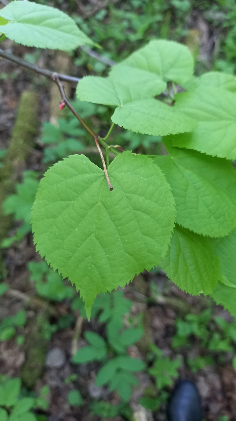 Tilia cordata subsp. cordata photo 4