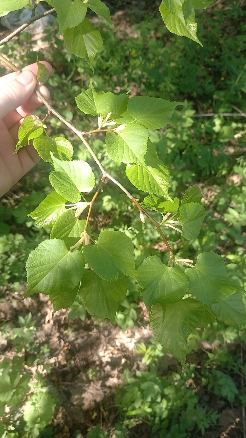 Tilia cordata subsp. cordata photo 5