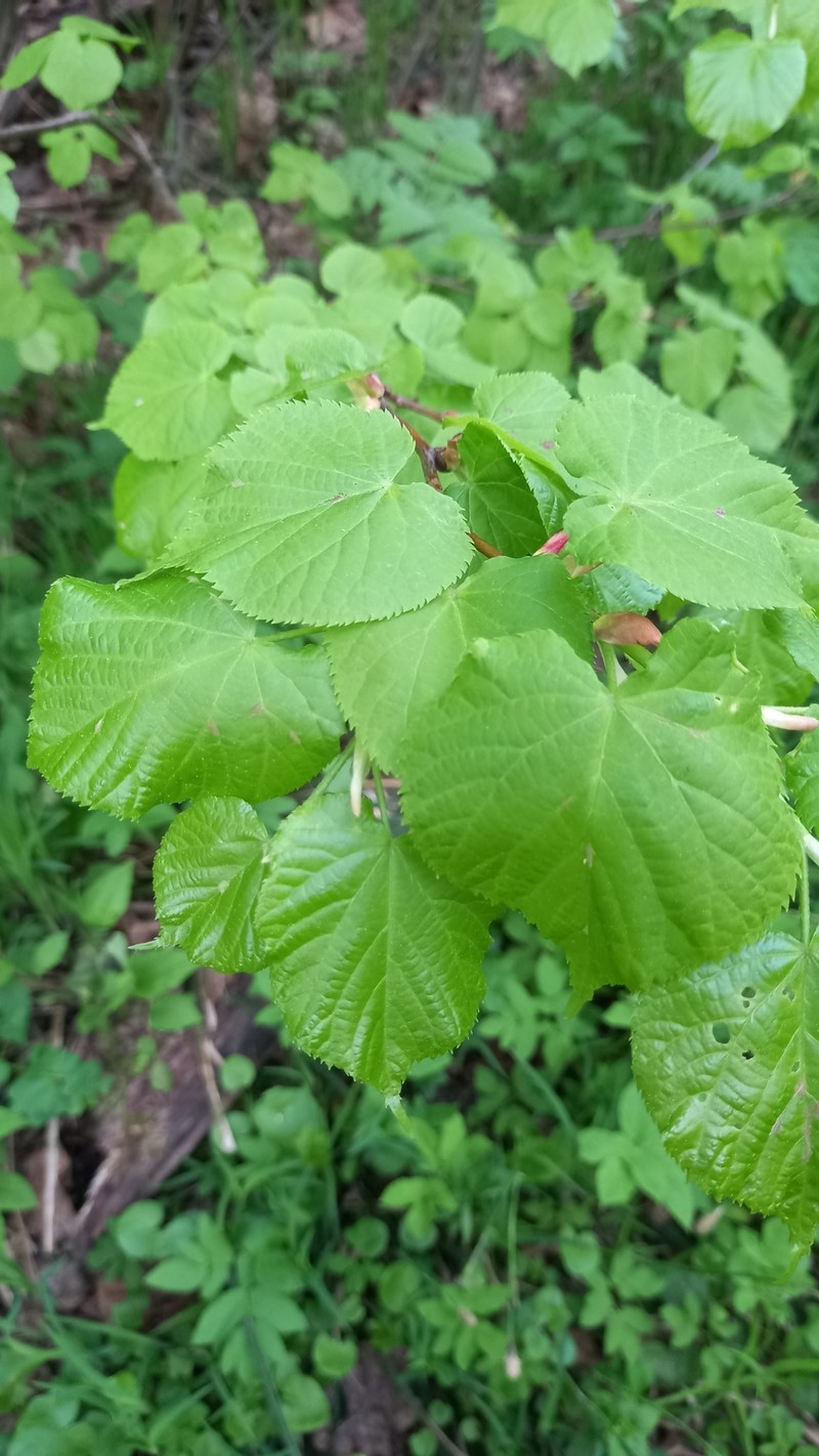 Tilia cordata subsp. cordata photo 6