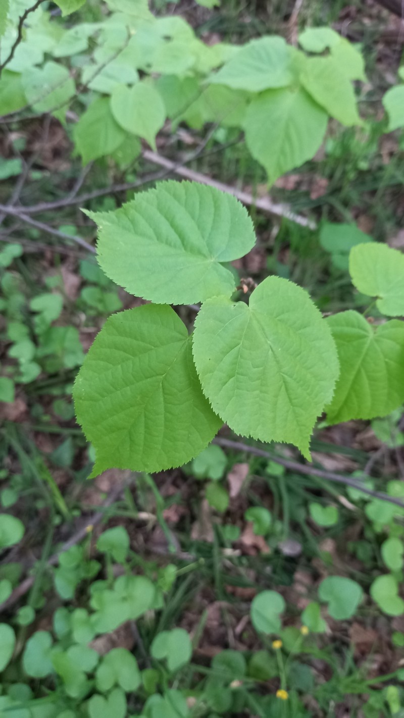 Tilia cordata subsp. cordata photo 7