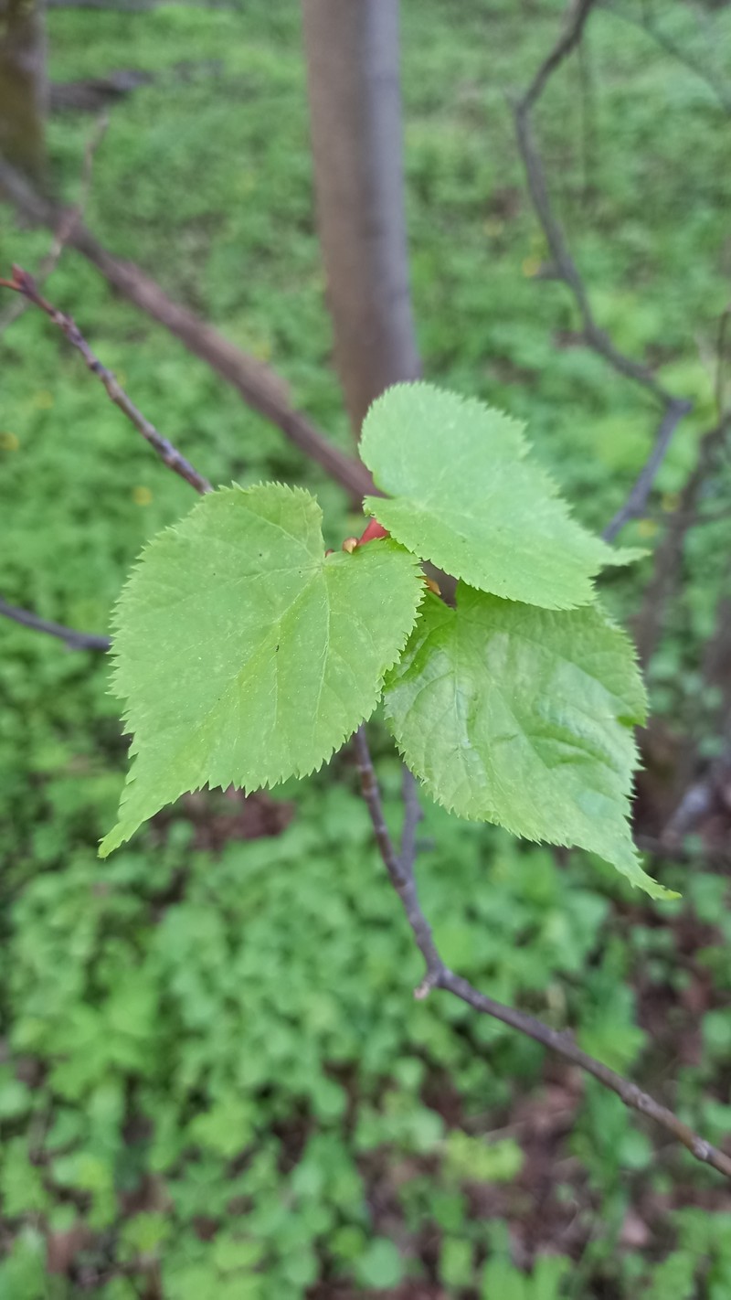 Tilia cordata subsp. cordata photo 8