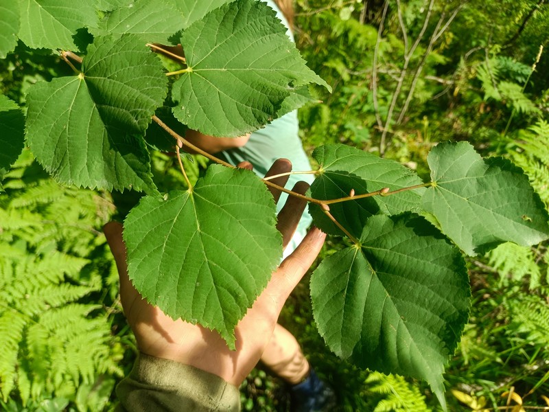 Tilia cordata subsp. nasczokinii