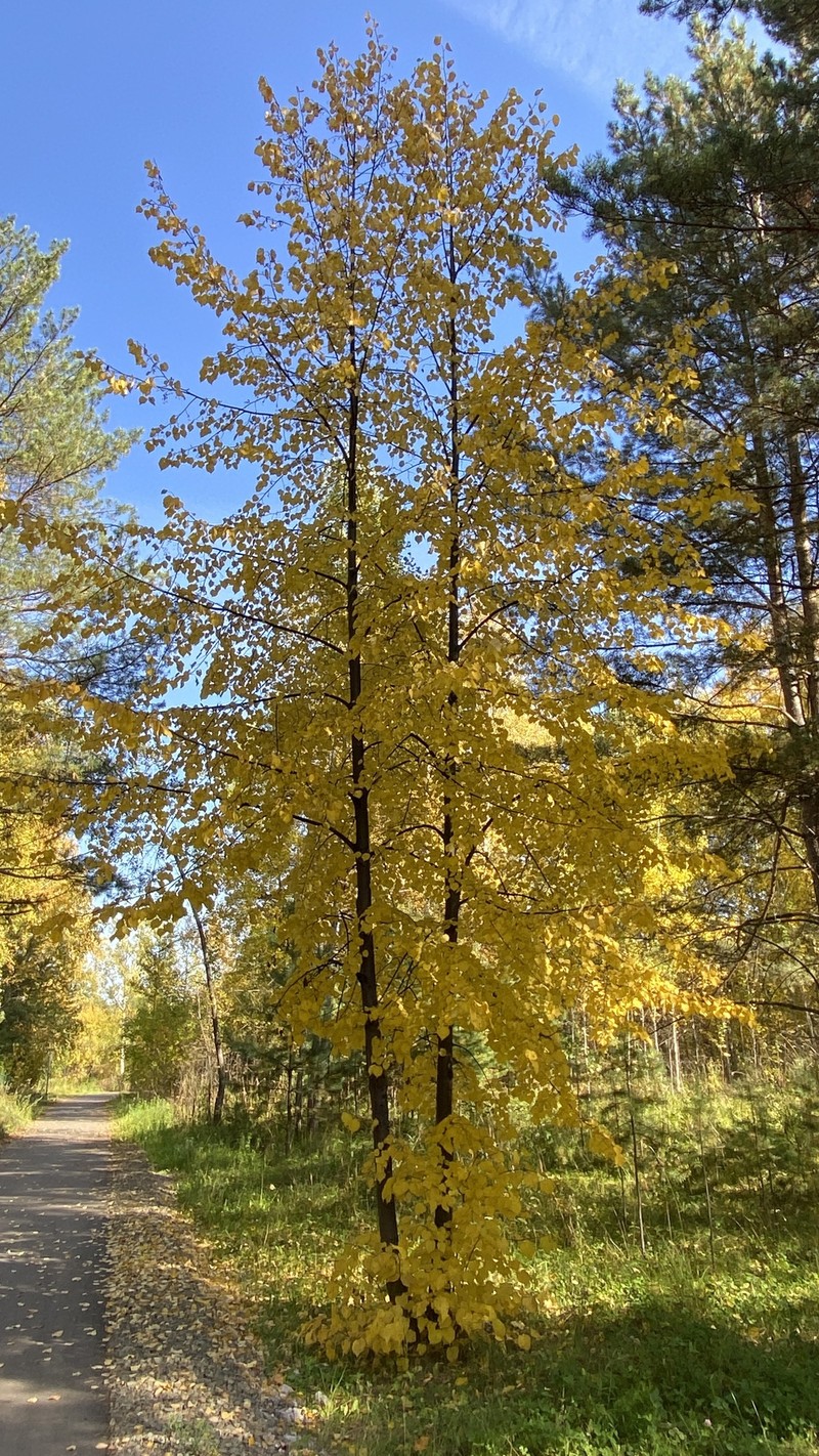 Tilia cordata subsp. nasczokinii photo 2